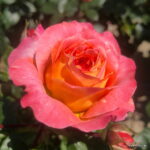 ROSA KORDES, Samba® - Obrázek 4