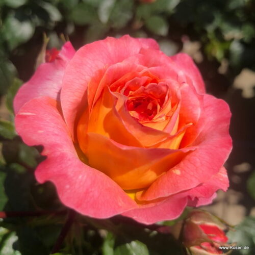 ROSA KORDES, Samba® - Obrázek 4
