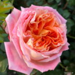 ROSA KORDES, Samba® - Obrázek 2