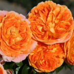 ROSA KORDES, Samba® - Obrázek 3