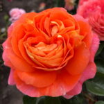 ROSA KORDES, Samba®