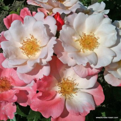 ROSA KORDES, Roseromantic®