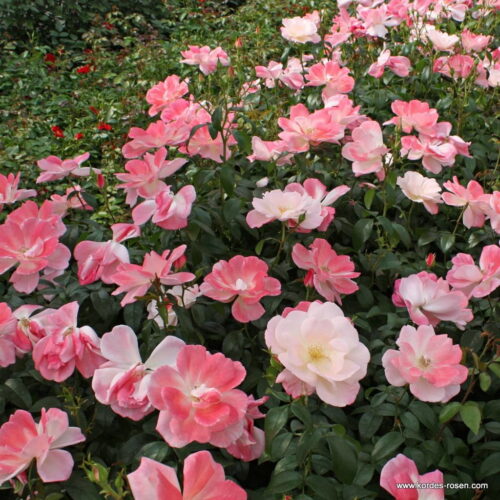 ROSA KORDES, Roseromantic® - Obrázek 2