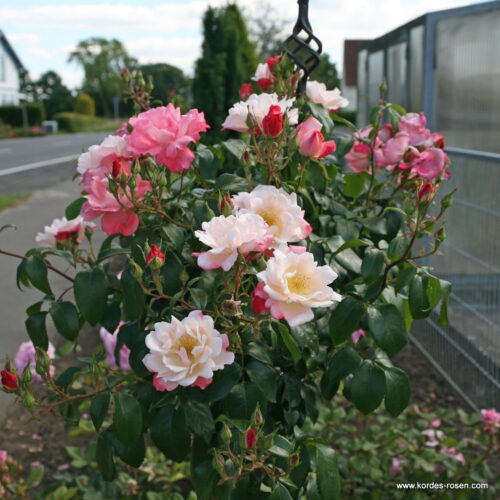 ROSA KORDES, Roseromantic® - Obrázek 3