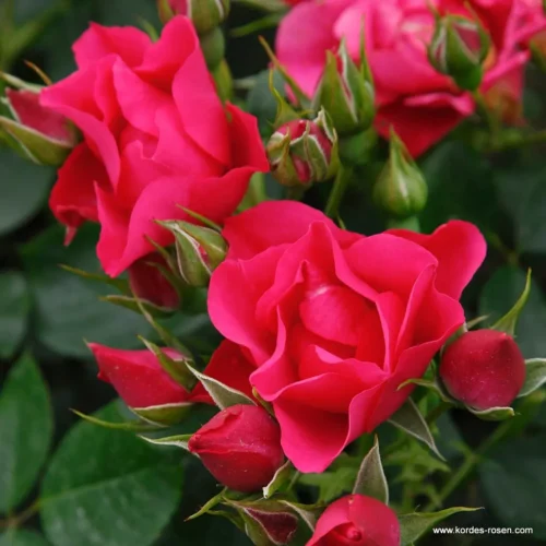 ROSA KORDES, Pink Forest Rose® - Obrázek 1