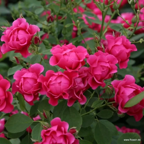 ROSA KORDES, Pink Forest Rose® - Obrázek 2