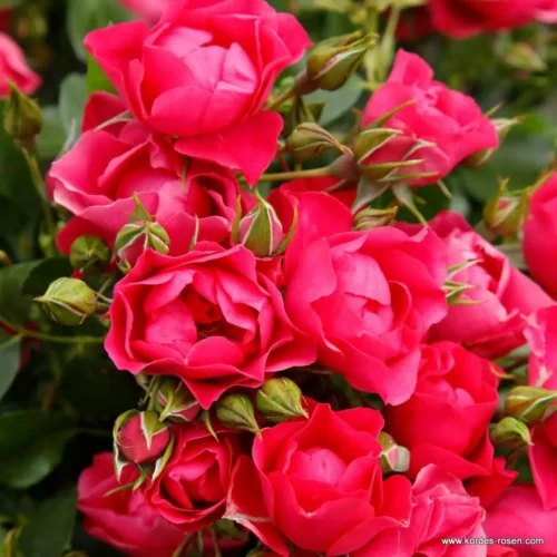 ROSA KORDES, Pink Forest Rose® - Obrázek 3