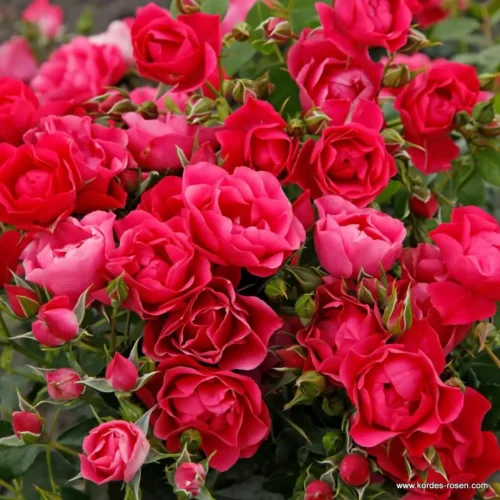 ROSA KORDES, Pink Forest Rose® - Obrázek 4