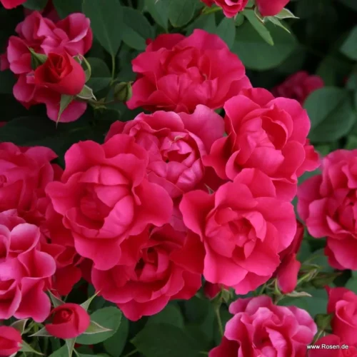 ROSA KORDES, Pink Forest Rose® - Obrázek 5