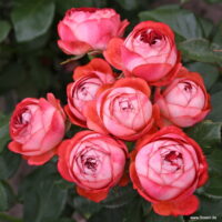 ROSA KORDES, Pompeji®