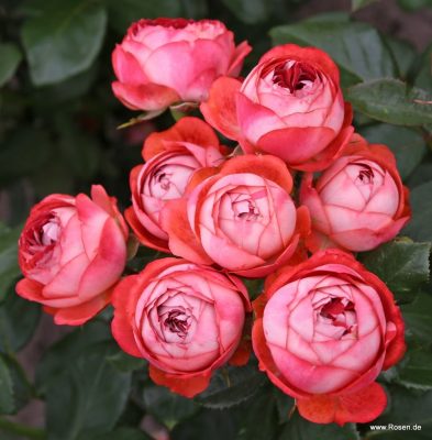 ROSA KORDES, Pompeji®