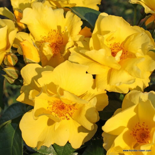 ROSA KORDES, Lemon Fizz® - Obrázek 3