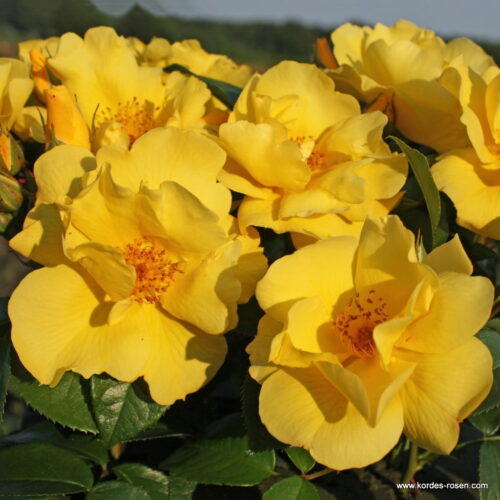 ROSA KORDES, Lemon Fizz® - Obrázek 2
