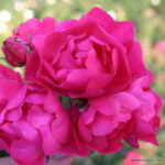 ROSA KORDES, Hotline®