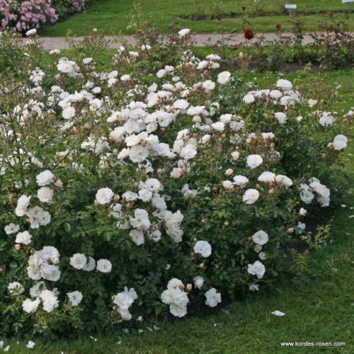 ROSA KORDES, Diamant® - Obrázek 3