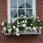 ROSA KORDES, Diamant® - Obrázek 2