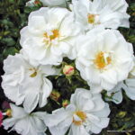 ROSA KORDES, Diamant®