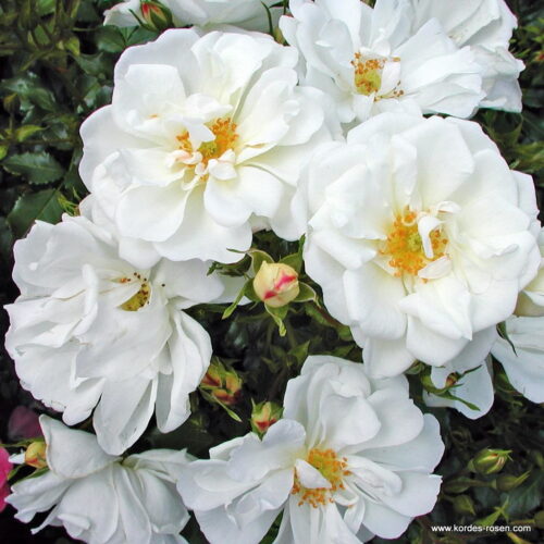ROSA KORDES, Diamant® - Obrázek 1