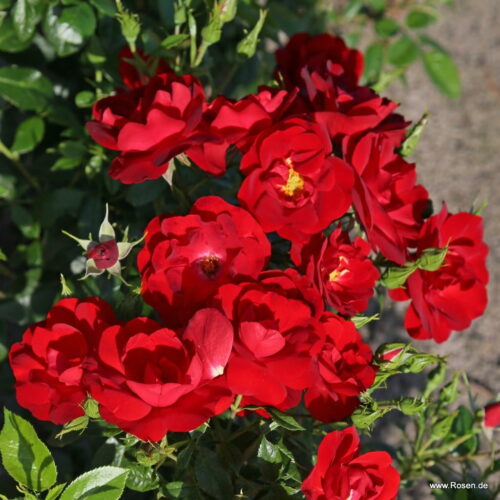 ROSA KORDES, Cayenne® - Obrázek 3