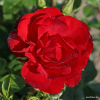 ROSA KORDES, Cayenne®