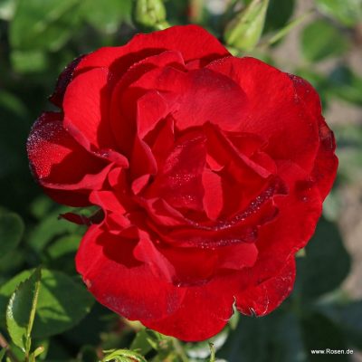 ROSA KORDES, Cayenne®