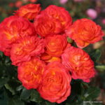 ROSA KORDES, Vulcano® - Obrázek 3
