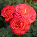 ROSA KORDES, Vulcano® - Obrázek 4