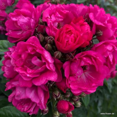 ROSA KORDES, Perfumy Siluetta®