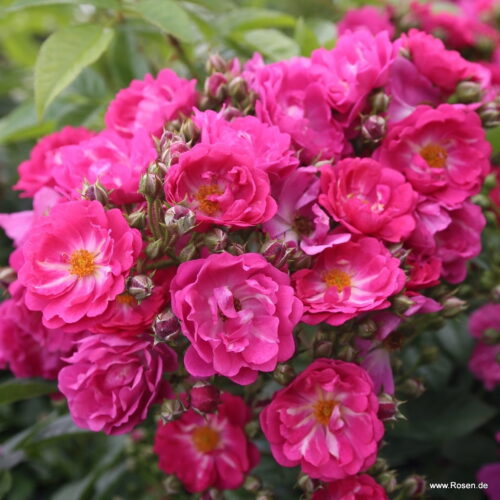 ROSA KORDES, Perfumy Siluetta® - Obrázek 2