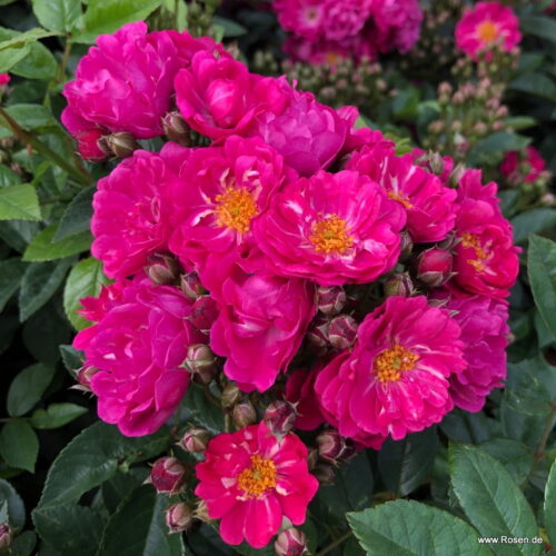 ROSA KORDES, Perfumy Siluetta® - Obrázek 3