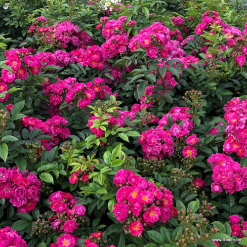 ROSA KORDES, Perfumy Siluetta® - Obrázek 4