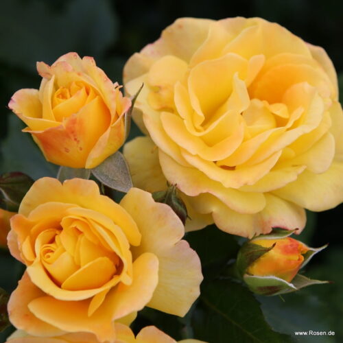 ROSA KORDES, Bright Smiles® - Obrázek 2