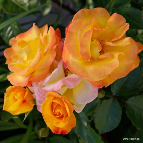 ROSA KORDES, Bright Smiles® - Obrázek 5