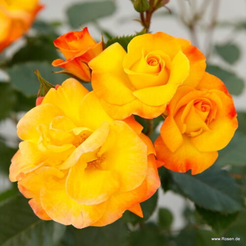 ROSA KORDES, Bright Smiles® - Obrázek 3