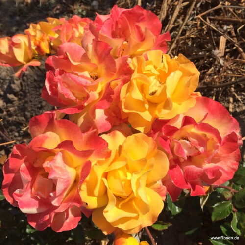 ROSA KORDES, Bright Smiles® - Obrázek 4
