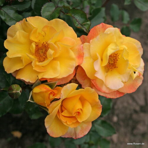 ROSA KORDES, Bright Smiles® - Obrázek 1