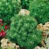 Pinus mugo 'Heideperle' - C5L-v. 15-20 cm