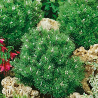 Pinus mugo 'Heideperle'