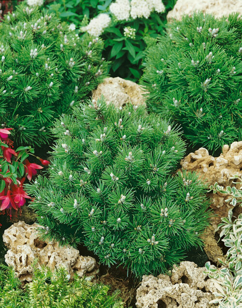 Pinus mugo 'Heideperle' - Obrázek 1