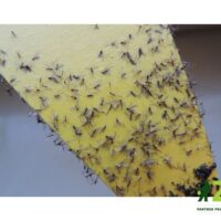 Parazitické hlístice proti smutnicím (5 milionů) - Nemaplus