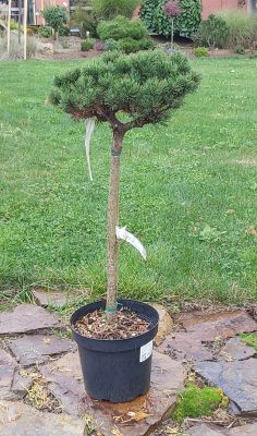 Pinus mugo 'Liliput'