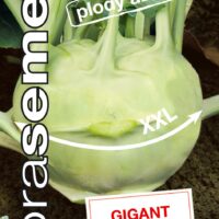 Dobrá semena Kedluben bílý - Gigant pozdní 0,8g