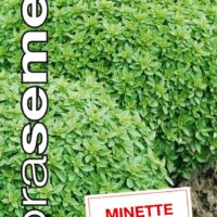 Dobrá semena Bazalka pravá - Minette drobnolistá 0,6g