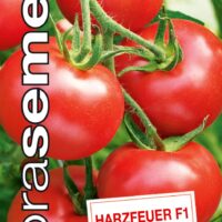 Dobrá semena Rajče tyč. - Harzfeuer F1 10s