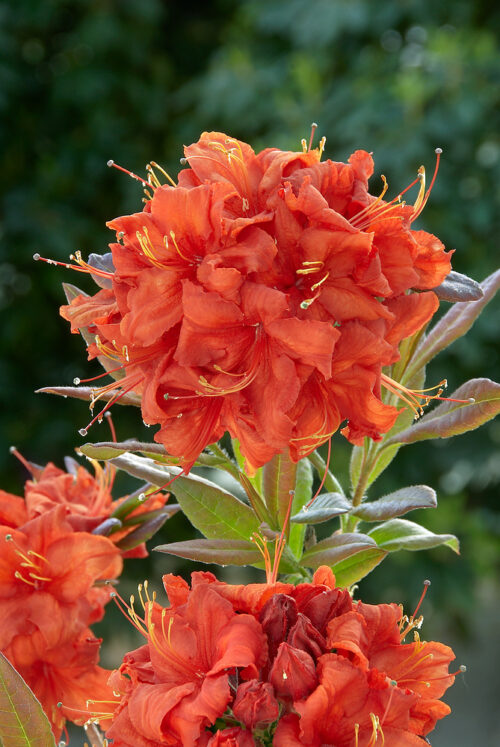 Azalea (KH) 'Royal Command' - Obrázek 1