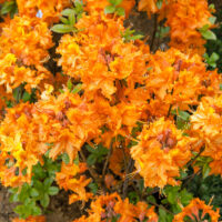 Azalea (KH) 'Gibraltar'