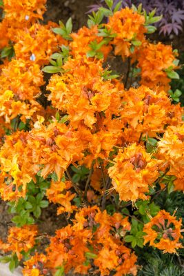 Azalea (KH) 'Gibraltar'