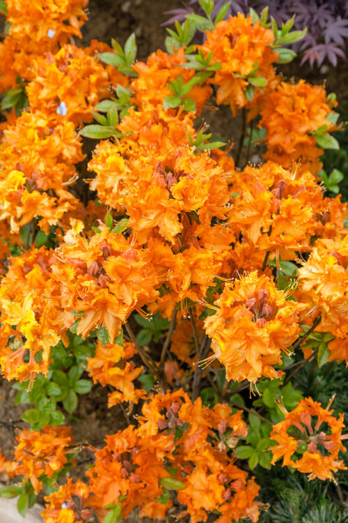 Azalea (KH) 'Gibraltar' - Obrázek 1