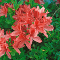 Azalea (J) 'Brilliant'