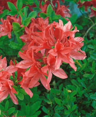 Azalea (J) 'Brilliant'